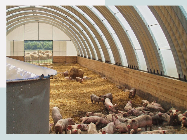 Строительство свинарников в Мариинске